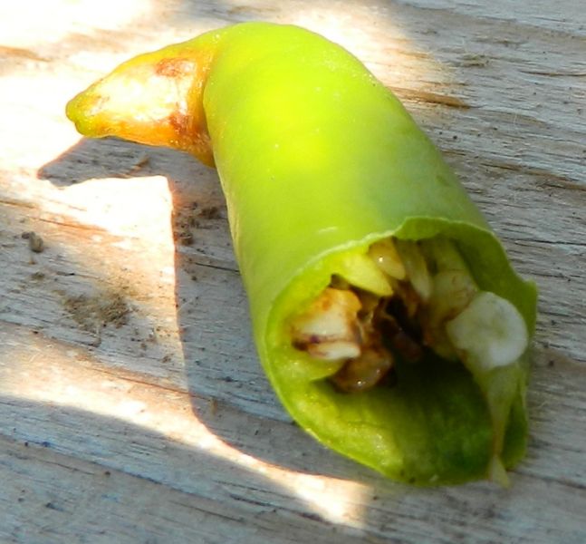Hniloba Spicek Paprik