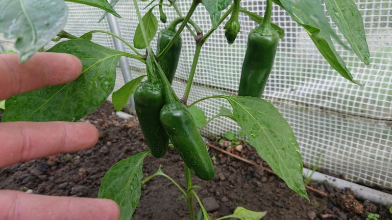 Kdy jsou jalapeňos zrale?
