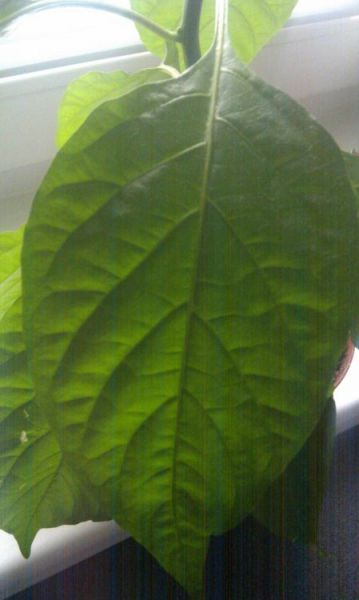 IMAG0122