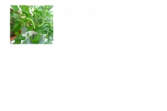 chili3
