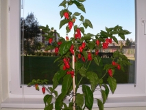 NAGA MORICH za oknom