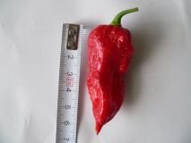 najväčšia NAGA MORICH