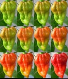 12 dňové dozrievanie NAGA MORICH