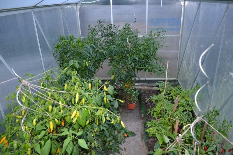 DSC 0003