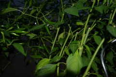DSC 0019