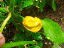 Haba Mustard R