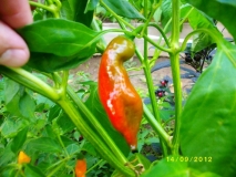 Aji Norteno R