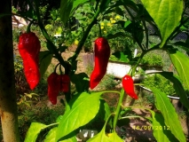 Bhut Jolokia R