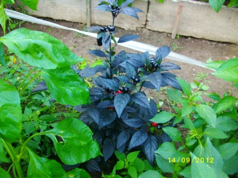 Black Pearl R