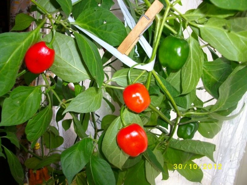 Rocoto Red