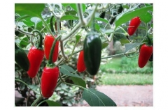 serano chilli