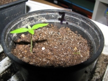 HABANERO YELLOW - 19 DNÍ