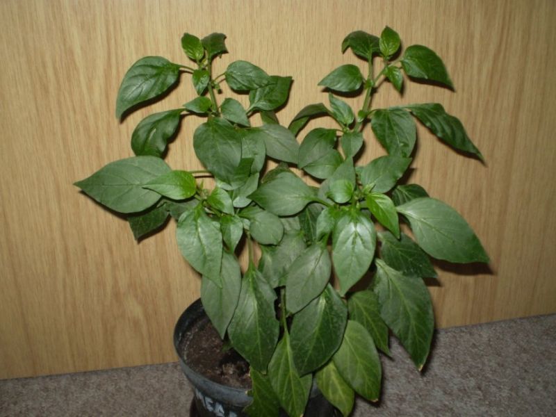 jala chichimeca