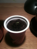 Chocolate bhut jolokia