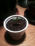 Trinidad Scorpion Butch T