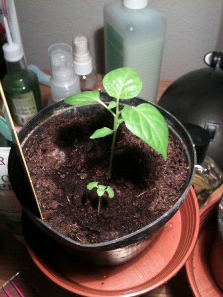 trinidad scorpion butch t