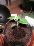 chocolate bhut jolokia