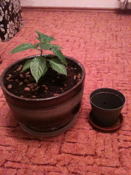 chocolate bhut jolokia po přesazení