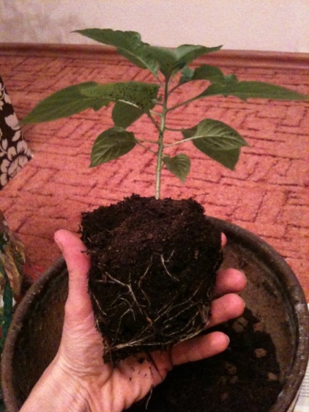 chocolate bhut jolokia a její kořeny 1