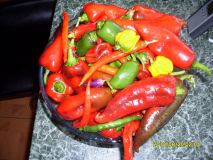 Nádhera ,letos už budu mít jen chili na jídlo 2013 Jalapeno a red peter peper