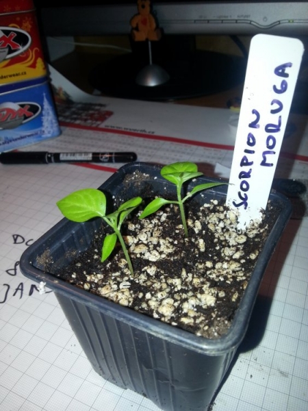 Moruga scorpion 2013-02-10