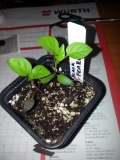 Black Pearl 2013-02-10