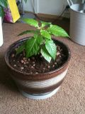 Choco Bhut Jolokia