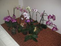 phalaenopsis :)