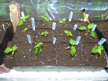 chilli