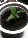 Chocolate Bhut Jolokia