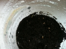 2x 7 Pot Douglah?