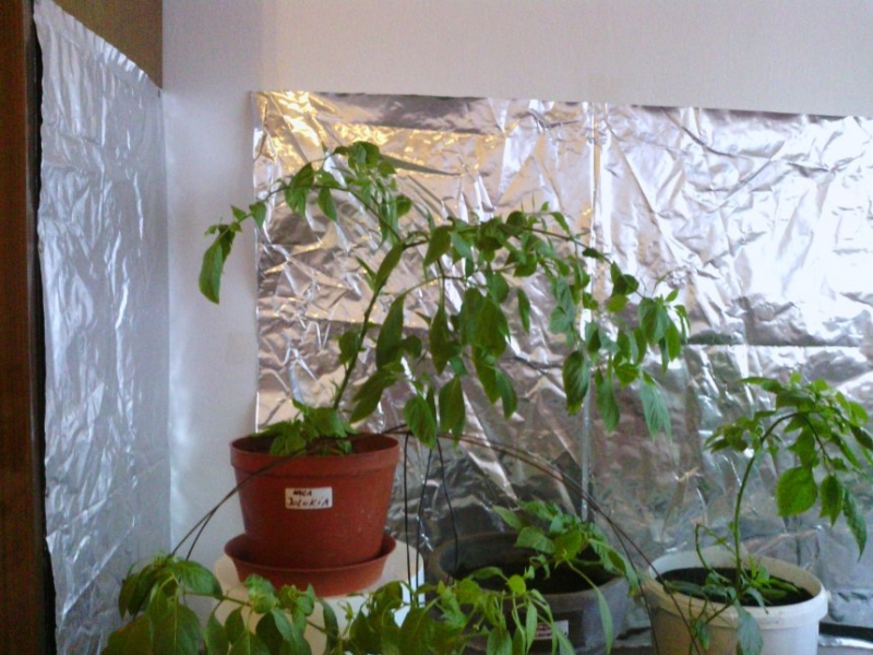 IMG 20130215 161015