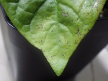 Trinidad Scorpion list detail