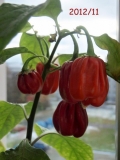 Habanero