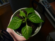 Habanero yellow shora