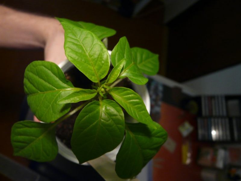 První letošní květ - Thanksgiving chilli