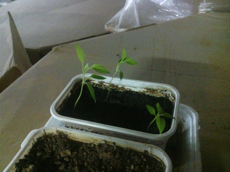 IMG 20130226 191751