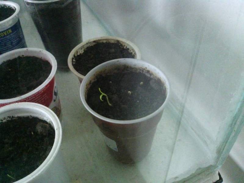 IMG 20130227 160315