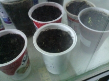 IMG 20130227 160322