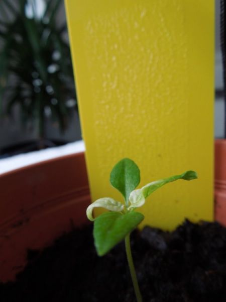 Fatalii vyblednutí lístků 03