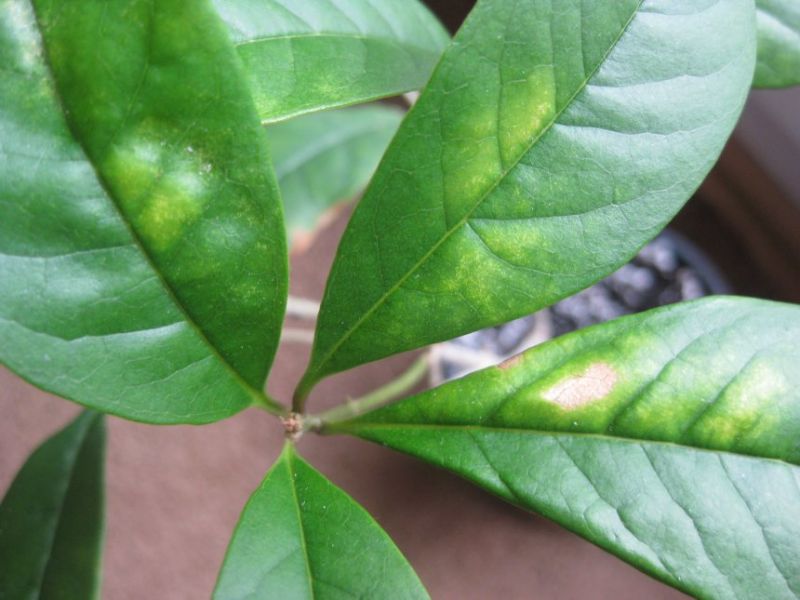 osmanthus fragrans