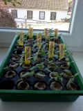 Chilli 2013