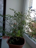Chilli 2012-13