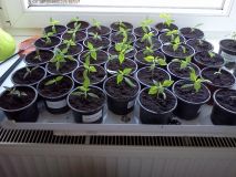 Chilli 2013