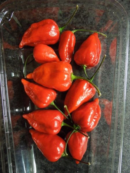 Naga Jolokia MAKRO 02