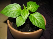 BHUT JOLOKIA CHOCOLATE (2)