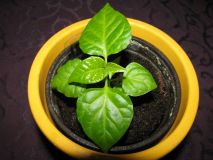 TRINIDAD SCORPION BUTCH -T (4)