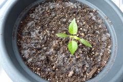 plisen-chilli