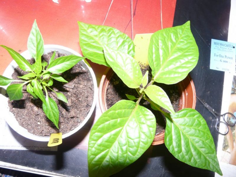 "Bonsai chilli" a Habanero yellow - rozdíl listů