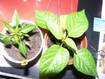 "Bonsai chilli" a Habanero yellow - rozdíl listů